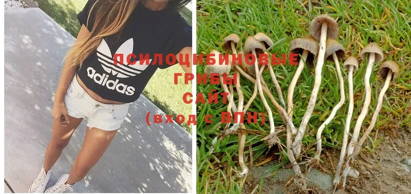 купить  цена  mega зеркало  Псилоцибиновые грибы Psilocybe  Амурск 